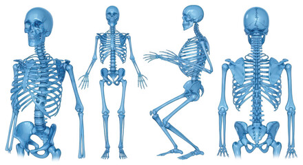 A blue skeletal model is shown in multiple poses against a white background for anatomy and educational purposes