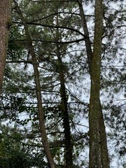 Monkey sit on a branch of a pine tree from afar. Texture of trees