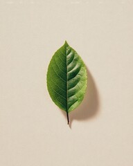 Minimalist Single Leaf on Solid Background