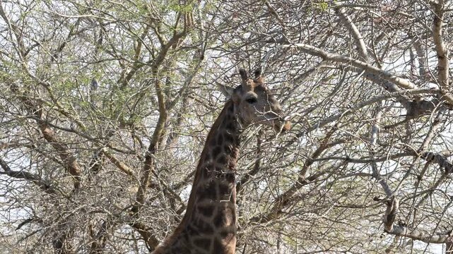Giraffe im Busch vom Kr&uuml;ger National Park - Kruger Nationalpark S&uuml;dafrika