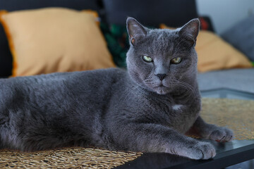 Majestic Gray Cat Relaxing on a Table