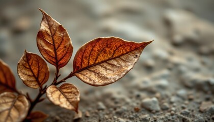close up of dying plant life with cracked dry leaves set against muted natural background for eco themed advertising and wellness imagery