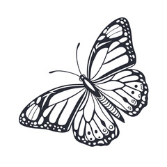 Educational line art illustrating butterfly wing symmetry and anatomy