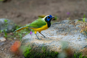 Green Jay, Cyanocorax yncas, Stunning and unmistakable: green and yellow plumage with bold black-and-blue head pattern. Ecuador