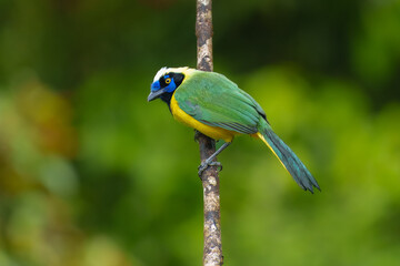 Green Jay, Cyanocorax yncas, Stunning and unmistakable: green and yellow plumage with bold black-and-blue head pattern. Ecuador