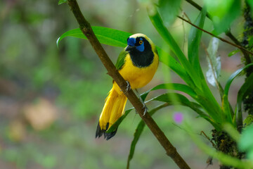 Green Jay, Cyanocorax yncas, Stunning and unmistakable: green and yellow plumage with bold black-and-blue head pattern. Ecuador