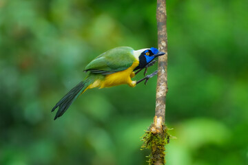 Green Jay, Cyanocorax yncas, Stunning and unmistakable: green and yellow plumage with bold black-and-blue head pattern. Ecuador