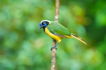 Green Jay, Cyanocorax yncas, Stunning and unmistakable: green and yellow plumage with bold black-and-blue head pattern. Ecuador