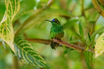 Long-tailed Sylph with extremely long tail. Male is mostly emerald green with blue-green throat and long forked tail. Female is much different, with shorter tail and white mustache stripe
