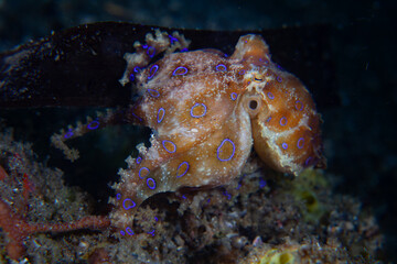 A female blue ring octopus carries her fertilized eggs as she crawls across the seafloor in Lembeh Strait, Indonesia. These venomous cephalopods have a short, 7 month, life cycle.