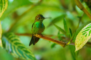 Long-tailed Sylph with extremely long tail. Male is mostly emerald green with blue-green throat and long forked tail. Female is much different, with shorter tail and white mustache stripe