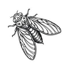 Intricate line art cicada with open wings on white background banner design