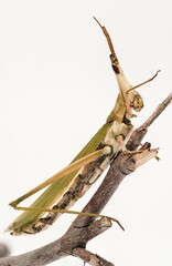 Obraz premium grasshopper side on a branch