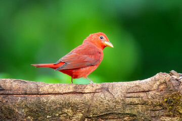 Summer Tanager (Piranga rubra). This specific individual appears to be a male due to its entirely vibrant red plumage. It is perched on a thick, textured tree branch against a soft, out-of-focus green
