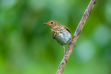 Swainson's Thrush, Catharus ustulatus, Uniform medium-brown above from head to tail. Distinctive pale, buffy eyering and face separates Swainson's from other thrushes.