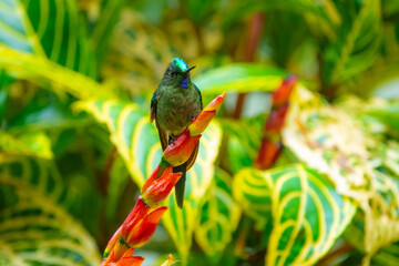 Long-tailed Sylph with extremely long tail. Male is mostly emerald green with blue-green throat and long forked tail. Female is much different, with shorter tail and white mustache stripe
