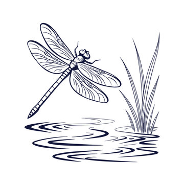 Elegant dragonfly silhouette with water reflection line art on white background