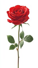 Single beautiful red rose isolated on white background, template for social media banner, digital marketing, web, mobile wallpaper, greetings card