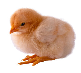 Bright yellow chicken chick isolated and sitting