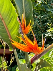 exotic tropical flower