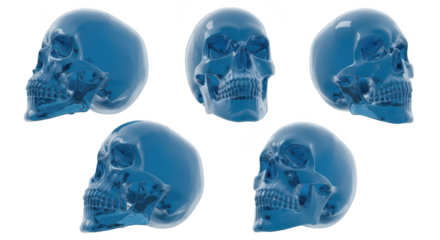5 shiny blue skull model variations isolated on white illustrating anatomy for medical scientific or educational purposes