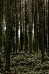 Obraz premium rainy forest mood