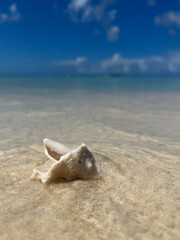 Obraz premium A seashell in shallow crystal clear water on a tropical Aruba beach