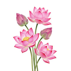 Fototapeta premium Pink lotus bouquet in painting style isolated on transparent background