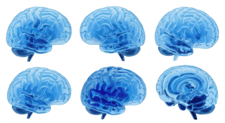 Transparent blue brains in different angles isolated on white showcasing neural structures for medical or educational use