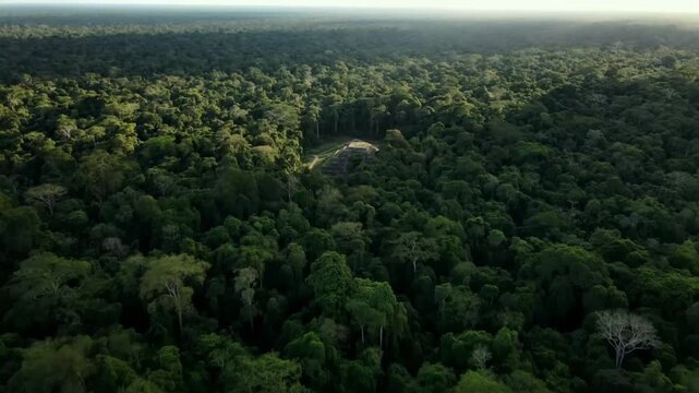 An aerial perspective reveals the vast expanse of the amazon rainforest, its dense green canopy stretching as far as the eye can see under the sunlight