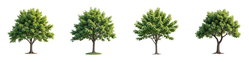 Obraz premium Lush green trees in various stages of growth, showcasing vibrant foliage and natural beauty, perfect for nature themed projects