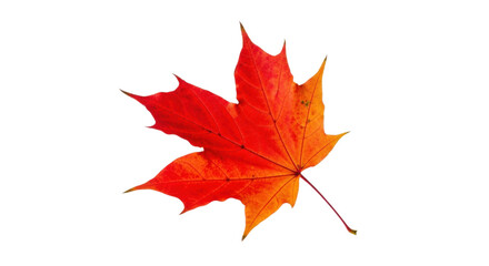 Fototapeta premium Vibrant autumn maple leaf on transparent background displaying seasonal colors