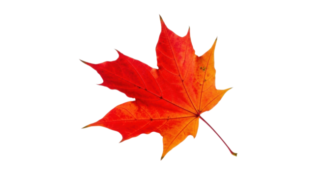 Vibrant autumn maple leaf on transparent background displaying seasonal colors - Powered by Adobe