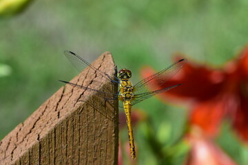 Dragonfly resting on wooden fence in rural garden. Macro image showing delicate wings, body structure and peaceful outdoor moment in natural environment.