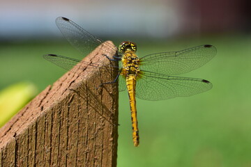 Dragonfly resting on wooden fence in rural garden. Macro image showing delicate wings, body structure and peaceful outdoor moment in natural environment.