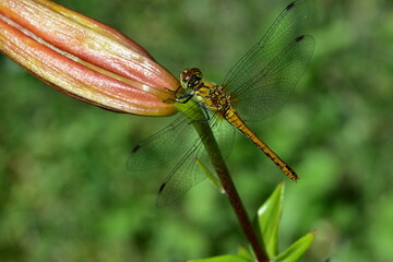 Dragonfly perched on green flower bud in summer garden. Detailed macro with colorful bokeh background emphasizing insect anatomy and natural textures.