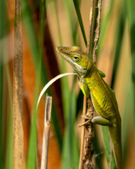An anole lizard perched on at plant stem
