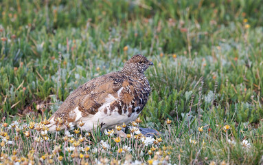 white tailed ptarmigan sitting in flowers on the alpine tundra rocky mountain national park