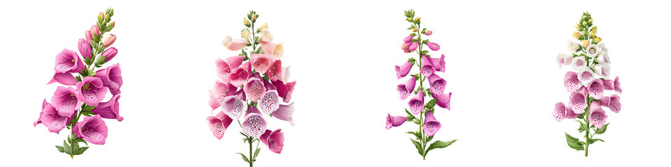 Watercolor Foxglove Flowers Set Isolated on White Background