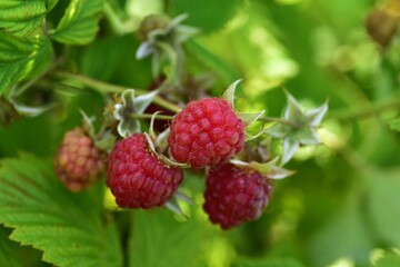 Ripe red raspberries hanging on bush among green leaves in summer garden. Close-up of fresh organic fruit growing naturally in countryside farm setting.