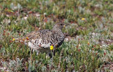 sharp detailed White-tailed ptarmigan profile in wildflowers on the alpine tundra