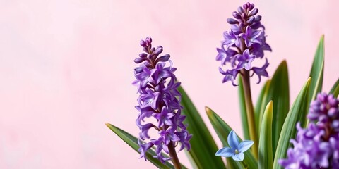 Fototapeta premium Vibrant purple hyacinths bloom in corner of soft pink & blue spring backdrop, spring flowers, bright
