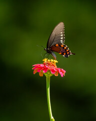 A pipevine butterfly feeding a flower