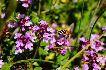 The bee collects pollen from the purple flowers of the mountain thyme. Selective focus.