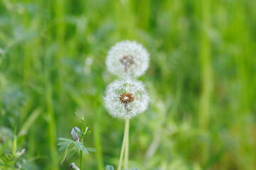 白いダンデライオン