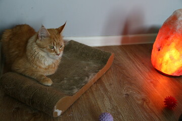 Fun maine coon cat relaxing sitting near the salt orange interior lamp at home