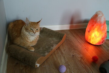Fun maine coon cat relaxing sitting near the salt orange interior lamp at home