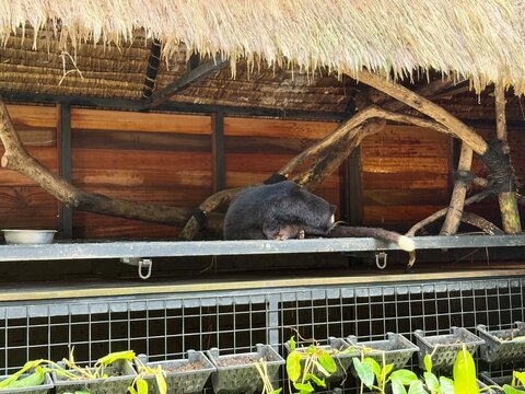 Paradoxurus hermaphroditus, luwak cat inside a cage in Bali, Indonesia