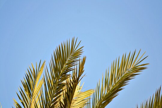 palm leaves against blue sky - Powered by Adobe