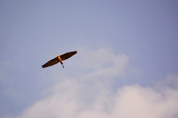 flying in the sky